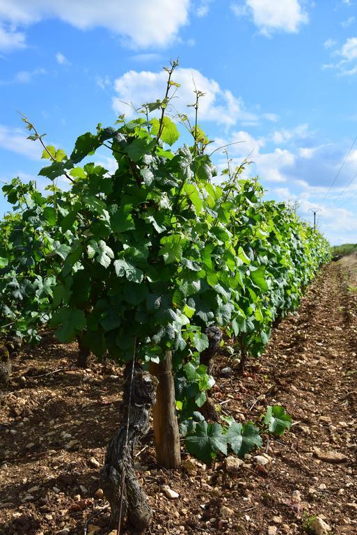 La Route Des Vins Apartman Beaune  Kültér fotó